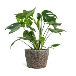Monstera Deliciosa - Swiss Cheese Plant -Indoor Plant Store Monstera deliciosa Swiss Cheese Plant Lava Couple Straight Relic Planter Rust d7609045 b386 403e 94f9 c4b9991748d3