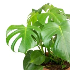 Monstera Deliciosa - Swiss Cheese Plant -Indoor Plant Store Monstera deliciosa Swiss Cheese Plant Leaves