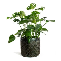 Luxe Lite Layer Cylinder Planter - Bronze 13 Luxe Lite Layer Cylinder Planter - Bronze -Indoor Plant Store Monstera deliciosa Swiss Cheese Plant Luxe Lite Layer Cylinder Planter Bronze