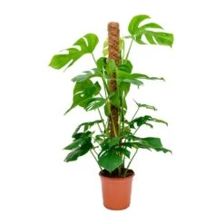 Monstera Deliciosa - Swiss Cheese Plant - Moss Pole 17 Monstera Deliciosa - Swiss Cheese Plant - Moss Pole -Indoor Plant Store Monstera deliciosa Swiss Cheese Plant Moss Pole