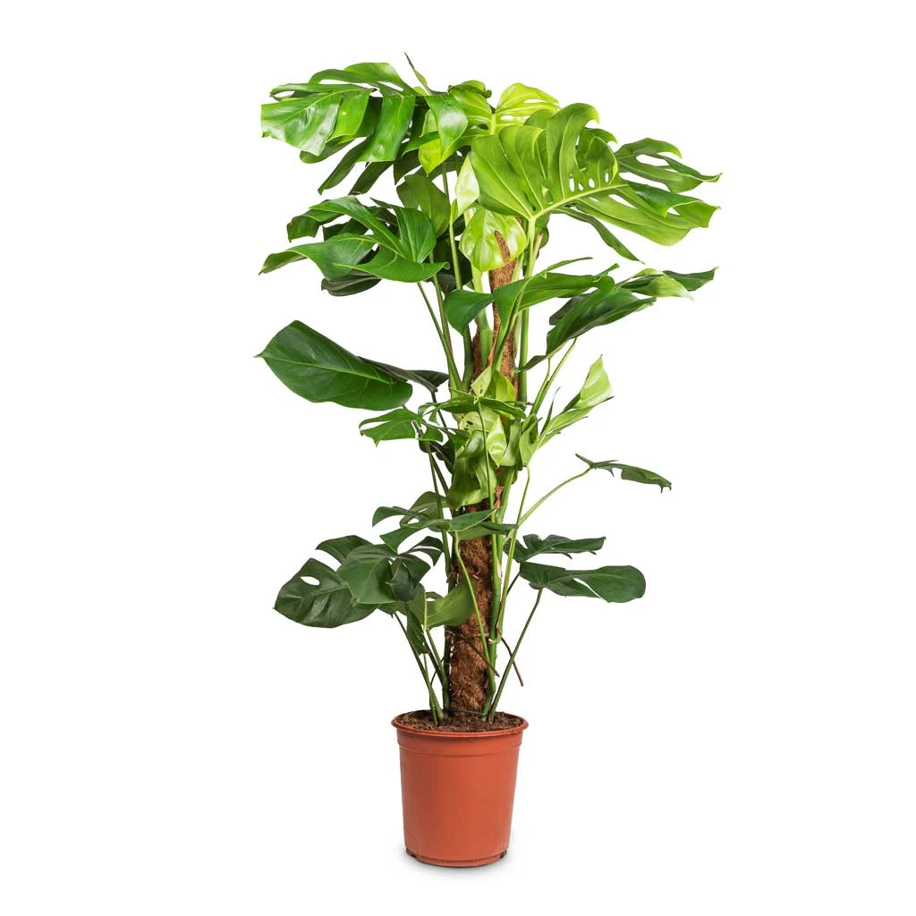 Monstera Deliciosa - Swiss Cheese Plant - Moss Pole 5 Monstera Deliciosa - Swiss Cheese Plant - Moss Pole - Image 5