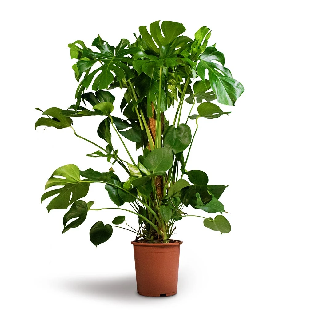 Monstera Deliciosa - Swiss Cheese Plant - Moss Pole 3 Monstera Deliciosa - Swiss Cheese Plant - Moss Pole - Image 3