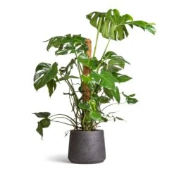 Patt Plant Pot - Black Washed 25 Patt Plant Pot - Black Washed -Indoor Plant Store Monstera deliciosa Swiss Cheese Plant Moss Pole 27x120cm Patt Plant Pot Black Washed 34x29cm ab2149e8 7db8 44c9 98fb c2395be54661