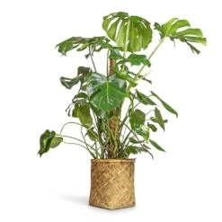 Zayn Bamboo Planter -Indoor Plant Store Monstera deliciosa Swiss Cheese Plant Moss Pole 27x120cm Zayn Bamboo Planter 31.5x33cm 2 6aa9c1a4 6f08 459e adc3 1adbcb94801e