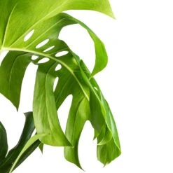 Monstera Deliciosa - Swiss Cheese Plant - Moss Pole 13 Monstera Deliciosa - Swiss Cheese Plant - Moss Pole -Indoor Plant Store Monstera deliciosa Swiss Cheese Plant Moss Pole Swatch