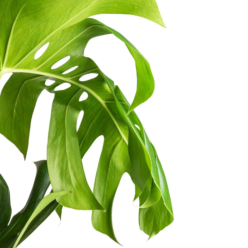 Monstera Deliciosa - Swiss Cheese Plant - Moss Pole 4 Monstera Deliciosa - Swiss Cheese Plant - Moss Pole - Image 4