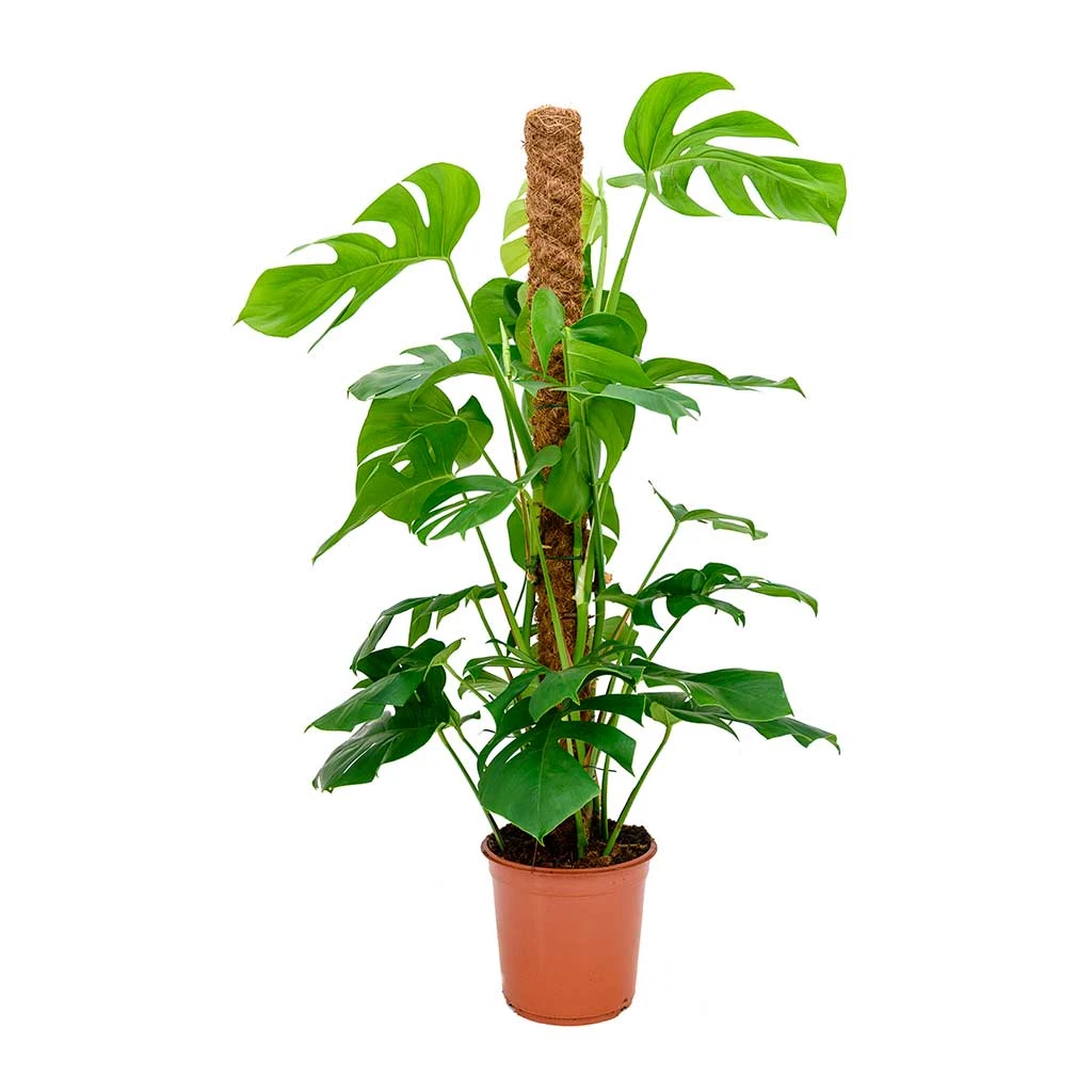 Monstera Deliciosa - Swiss Cheese Plant - Moss Pole 8 Monstera Deliciosa - Swiss Cheese Plant - Moss Pole - Image 8