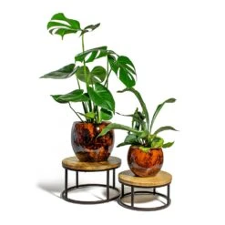 Kae Plant Pot - Cayenne -Indoor Plant Store Monstera deliciosa Swiss Cheese Plant Platycerium bifurcatum Common Staghorn Fern kae cayenne plant pot lois stand
