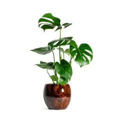 Monstera Deliciosa - Swiss Cheese Plant -Indoor Plant Store Monstera deliciosa Swiss Cheese Plant kae cayenne plant pot