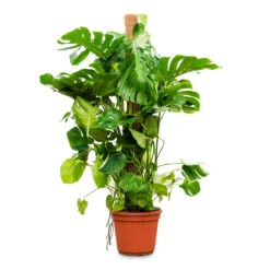 Monstera Deliciosa - Swiss Cheese Plant - Moss Pole 19 Monstera Deliciosa - Swiss Cheese Plant - Moss Pole -Indoor Plant Store Monstera deliciosa moss pole 40x160cm