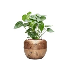Opus Raw Couple Planter - Gold -Indoor Plant Store Monsteradeliciosa Hydroculture OpusRawCouplePlanter Gold