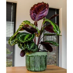 Moon Plant Pot - Jungle 20 Moon Plant Pot - Jungle -Indoor Plant Store MoonPlantPotJungle 1