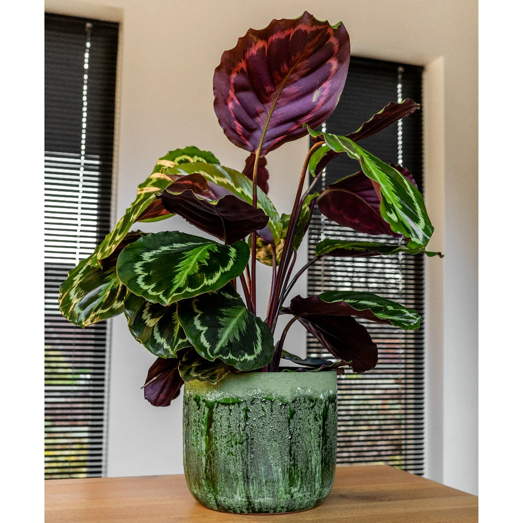 Moon Plant Pot - Jungle 7 Moon Plant Pot - Jungle - Image 7