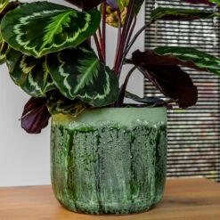 Moon Plant Pot - Jungle 23 Moon Plant Pot - Jungle -Indoor Plant Store MoonPlantPotJungle 2
