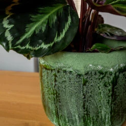 Moon Plant Pot - Jungle 18 Moon Plant Pot - Jungle -Indoor Plant Store MoonPlantPotJungle 3