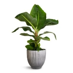 Musa Dwarf Cavendish - Banana Plant -Indoor Plant Store Musa Dwarf Cavendish Banana Plant 17x50cm Lagos Plant Pot Anthracite 20x20cm