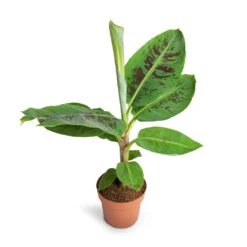 Musa Dwarf Cavendish - Banana Plant -Indoor Plant Store Musa Dwarf Cavendish Banana Plant 17x60cm 2