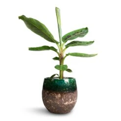Lindy Plant Pot - Black Green -Indoor Plant Store Musa Dwarf Cavendish Banana Plant 17x60cm Lindy Plant Pot Black Green 23x20cm 2b6dc9c7 ee31 433a 8426 67d83d693d61