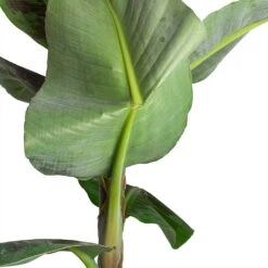 Musa Dwarf Cavendish - Banana Plant -Indoor Plant Store Musa Dwarf Cavendish Banana Plant Folded Leaf