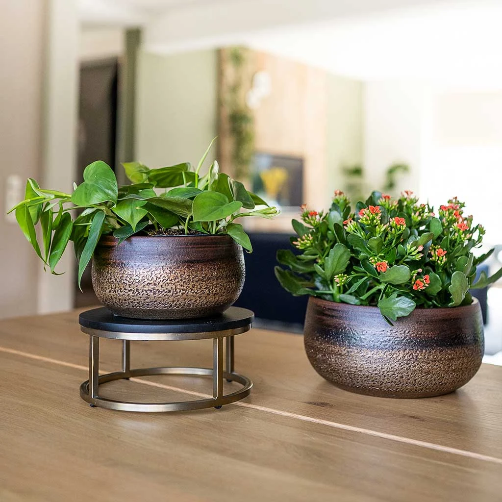 Mya Plant Bowl - Deep Champagne 2 Mya Plant Bowl - Deep Champagne - Image 2