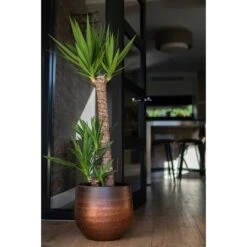 Mya Plant Pot - Shiny Mocha -Indoor Plant Store Mya Plant Pot Shiny Mocha Yucca Houseplant
