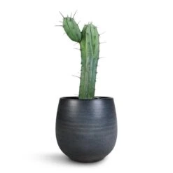 Esra Plant Pot - Graphite -Indoor Plant Store Myrtillocactus Geometrizans Blue Myrtle Cactus Esra Plant Pot Graphite 22x20cm e6fdf94c 7b02 47c3 afef a8a84c024501