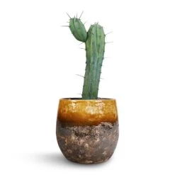 Lindy Plant Pot - Ochre -Indoor Plant Store Myrtillocactus Geometrizans Blue Myrtle Cactus Lindy Plant Pot Ochre 23x20cm 3110c197 69a7 46c5 ac4e 4f3dee118d6e