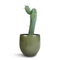 Zembla Plant Pot - Green 26 Zembla Plant Pot - Green -Indoor Plant Store Myrtillocactus Geometrizans Blue Myrtle Cactus Zembla Plant Pot Green 22x20cm 8ecabfd5 72cc 488b a4f4 4c273c60b2e5