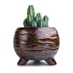 Dewi Plant Pot - Marrakesh -Indoor Plant Store Myrtillocactus geometrizans Blue Myrtle Cactus 12x20cm Dewi Plant Pot Marrakesh 21x16cm f8212ba7 6c51 45ed b0d0 63c9b238e20f