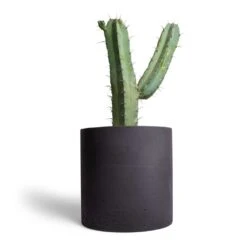 Puk Plant Pot - Black Washed -Indoor Plant Store Myrtillocactus geometrizans Blue Myrtle Cactus 17x50cm Puk Plant Pot Black Washed 25x25cm 1559f7f3 af2f 4222 8eaa 521daa724c38