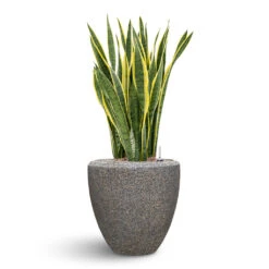 Naturescast Couple Planter - Grey -Indoor Plant Store Naturescast Couple Planter Grey Sanseveria