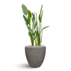 Naturescast Couple Planter - Grey -Indoor Plant Store Naturescast Couple Planter Grey Stelitzia