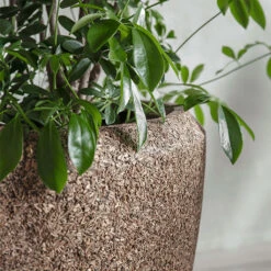 Naturescast Couple Planter - Natural -Indoor Plant Store Naturescast Couple Planter Natural Lifestyle 1