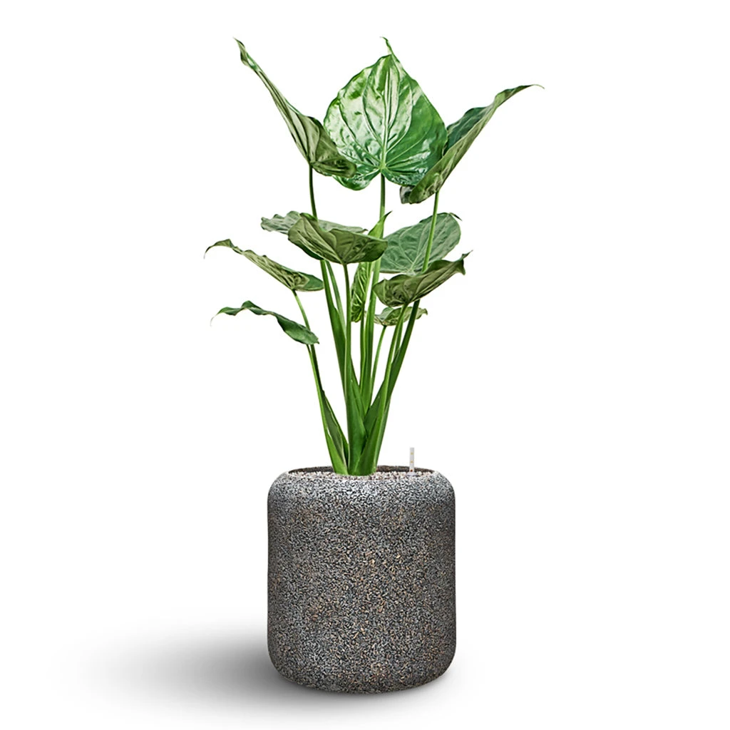 Naturescast Cylinder Planter - Grey 6 Naturescast Cylinder Planter - Grey - Image 6