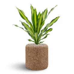 Naturescast Cylinder Planter - Natural -Indoor Plant Store Naturescast Cylinder Planter Burley