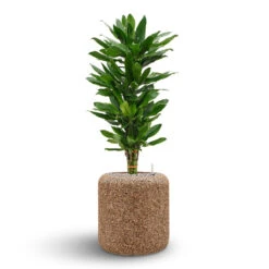 Naturescast Cylinder Planter - Natural -Indoor Plant Store Naturescast Cylinder Planter Cinthro