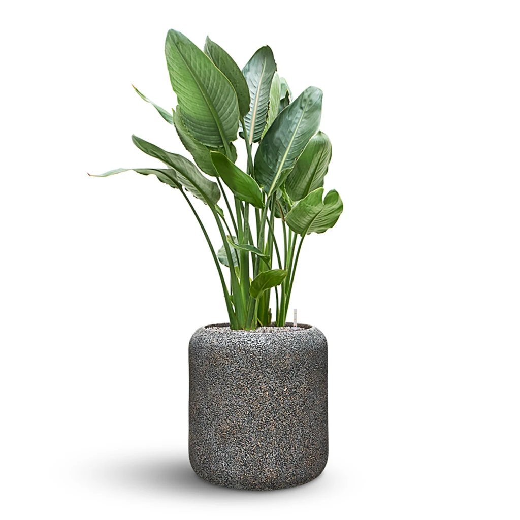 Naturescast Cylinder Planter - Grey 5 Naturescast Cylinder Planter - Grey - Image 5