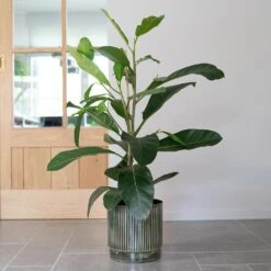 Nella Plant Pot - Forest -Indoor Plant Store Nella Forest 7
