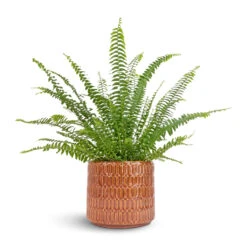 Nephrolepis Exaltata Bostoniensis - Boston Fern 26 Nephrolepis Exaltata Bostoniensis - Boston Fern -Indoor Plant Store Nephrolepis exaltata Bostoniensis Boston Fern 12x30cm Flor Plant Pot Orange 17x15cm