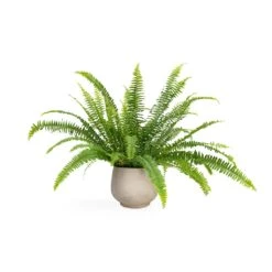 Mini Pixie Plant Pot - Grey Washed -Indoor Plant Store Nephrolepis exaltata Bostoniensis Boston Fern 12x30cm Mini Pixie Plant Pot Grey Washed 18x15cm 217724f0 fc08 40a8 8e79 9f7a90ab5f06