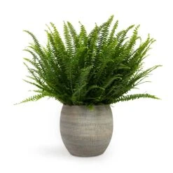 Dex Plant Pot - Earth -Indoor Plant Store Nephrolepis exaltata Bostoniensis Boston Fern 17x40cm Dex Plant Pot Earth 22x20cm