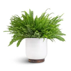 Jayla Plant Pot - White 12 Jayla Plant Pot - White -Indoor Plant Store Nephrolepis exaltata Bostoniensis Boston Fern 19x50cm Jayla Plant Pot White 27x25cm 6a1b5f44 5ef9 40f1 aabd 36c720360485