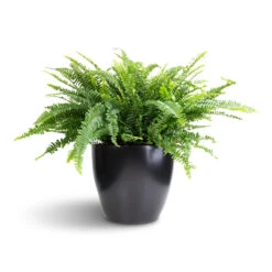 Nephrolepis Exaltata Bostoniensis - Boston Fern 28 Nephrolepis Exaltata Bostoniensis - Boston Fern -Indoor Plant Store Nephrolepis exaltata Bostoniensis Boston Fern 26x75cm Sven Plant Pot Black 33x28cm 1