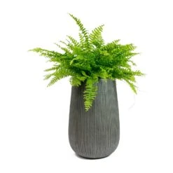 Patt High Plant Vase - Ridged Dark Grey -Indoor Plant Store Nephrolepis exaltata Bostoniensis Boston Fern Patt High Plant Vase Ridged Dark Grey 72426f50 1d8d 409c b712 c400f9c87047
