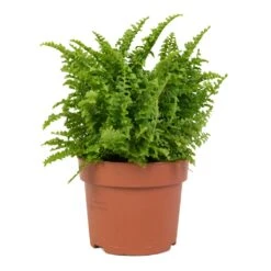 Nephrolepis Exaltata Vitale - Compact Sword Fern -Indoor Plant Store Nephrolepis exaltata Vitale Compact Sword Fern 12x20cm