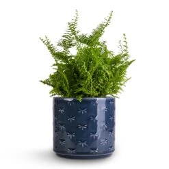 Nephrolepis Exaltata Vitale - Compact Sword Fern -Indoor Plant Store Nephrolepis exaltata Vitale Compact Sword Fern 12x20cm Arley Plant Pot Blue Dragonfly 12.5x13.5cm e931d401 99e1 4b72 94c8 e21549adb5df