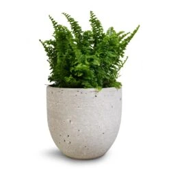 Nephrolepis Exaltata Vitale - Compact Sword Fern -Indoor Plant Store Nephrolepis exaltata Vitale Compact Sword Fern 12x20cm Cas Plant Pot Cool Grey 15x13cm