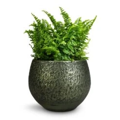 Noor Plant Pot - Velvet Green 34 Noor Plant Pot - Velvet Green -Indoor Plant Store Nephrolepis exaltata Vitale Compact Sword Fern 12x20cm Noor Plant Pot Velvet Green 16x13cm 346610c6 9d51 4936 af7c 4ab20709583b