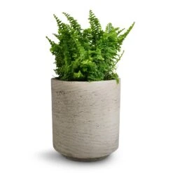Suzi Plant Pot - Grey Washed -Indoor Plant Store Nephrolepis exaltata Vitale Compact Sword Fern 12x20cm Suzi Plant Pot Grey Washed 15x16.5cm