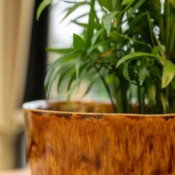 Nolan Plant Pot - Caramel 20 Nolan Plant Pot - Caramel -Indoor Plant Store Nolan Caramel 3